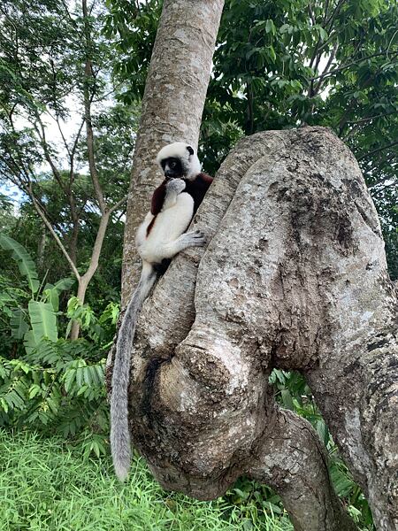 Cele mai cunoscute animale din Madagascar sunt lemurii. Pe insulă trăiesc peste 100 de specii. În fotografie este Sifaka lui Coquerel, pe care l-am surprins în timpul primei mele călătorii în Madagascar